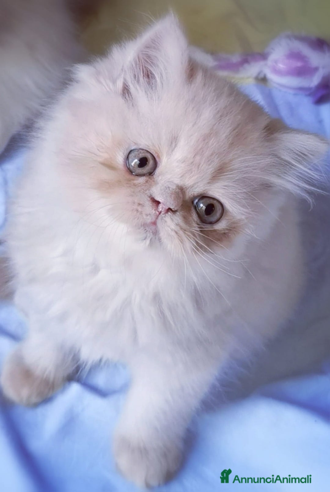 Persiano gatti in vendita: Cucciolo di gatto Persiano a Città Metropolitana di Bologna - Immagine 3
