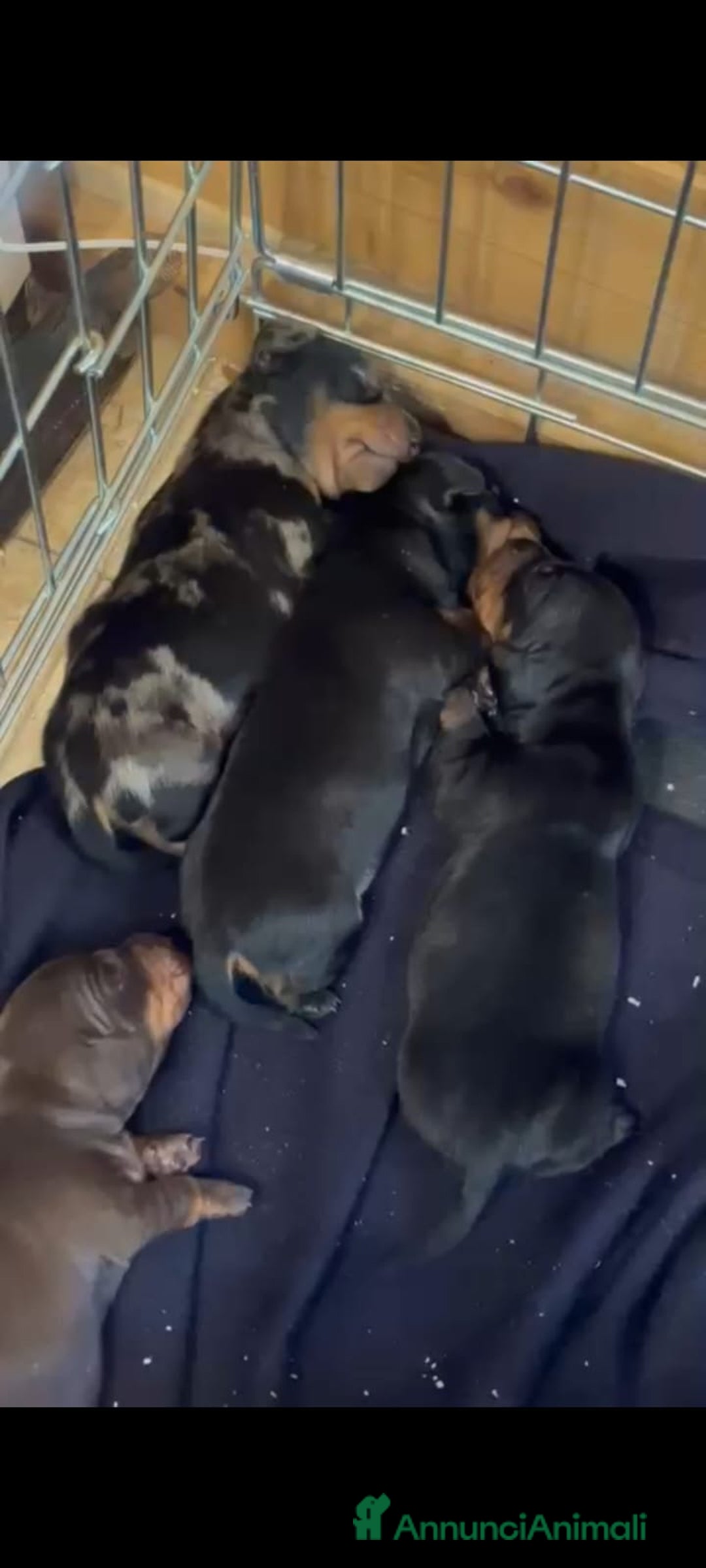 Bassotto cani in vendita: Bassotti tedeschi cioccolato, nero e arlecchino a Provincia di Viterbo - Immagine 4