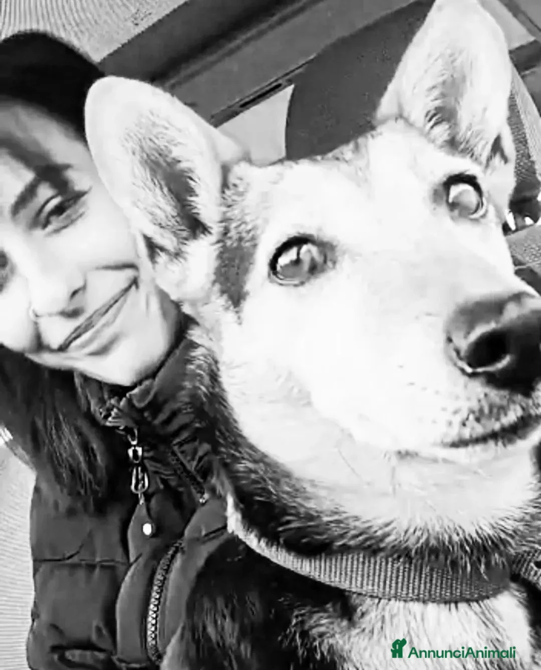 Meticcio cani in regalo: Kira cerca una famiglia amorevole  a Città Metropolitana di Torino - Annuncio 4