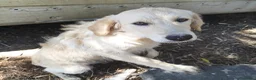 Meticcio cani in regalo: 2femmine 5mesi IL PASTORE NN LE VUOLE CAGLIARI SOS - Annuncio 1