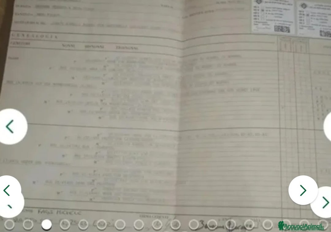 Pastore Tedesco cani in vendita: splendidi cuccioli pastore tedesco  - Annuncio 11