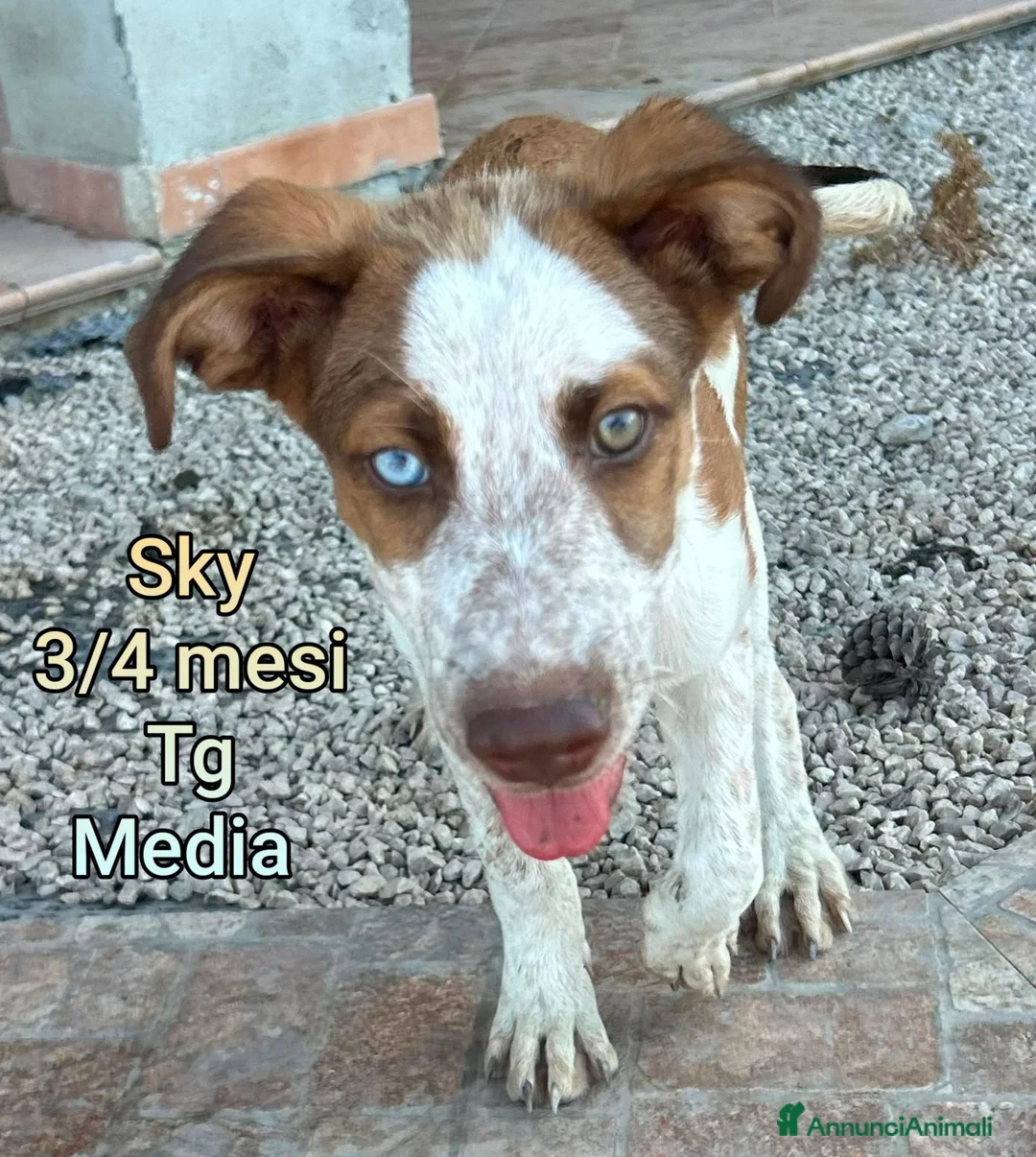 Meticcio cani in regalo: CUCCIOLI ABBANDONATI: EMERGENZA  a Città metropolitana di Milano - Annuncio 2