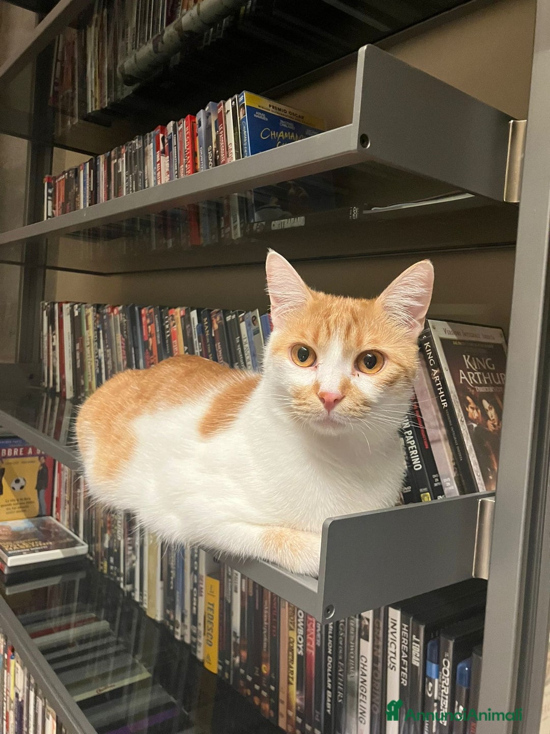 Europeo gatti in regalo: Petra e Miniato dolci rossini  - Annuncio 12