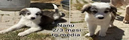 Meticcio cani in regalo: TROPPI CUCCIOLI SOLI IN RIFUGIO  a Provincia di Verona - Annuncio 5