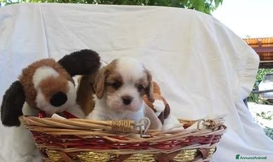 Cavalier King cani Ultimi due cuccioli di Cavalier King con Pedigree - Annuncio 1