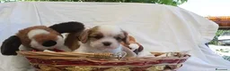Cavalier King cani in vendita: Ultimi due cuccioli di Cavalier King con Pedigree - Annuncio 1