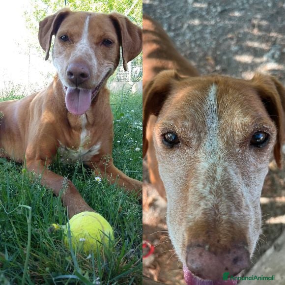 Meticcio cani WHISKY dolcissimo nonnino - Annuncio 24