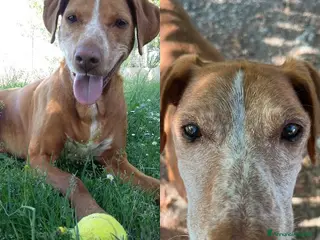 Meticcio cani WHISKY dolcissimo nonnino - Annuncio 21