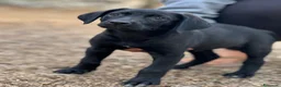 Meticcio cani in regalo: Snoopy cucciolo di simil Labrador  a Città Metropolitana di Firenze - Annuncio 3