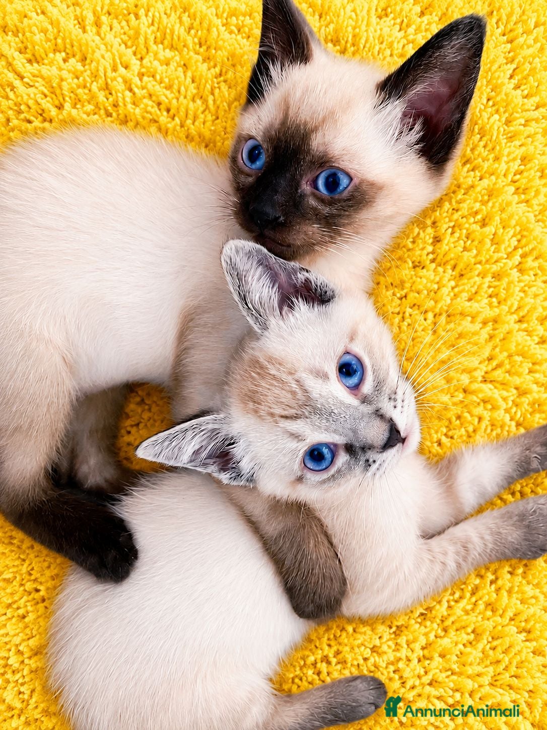 Siamese gatti Gattini siamesi seal e tabby point  - Annuncio 1