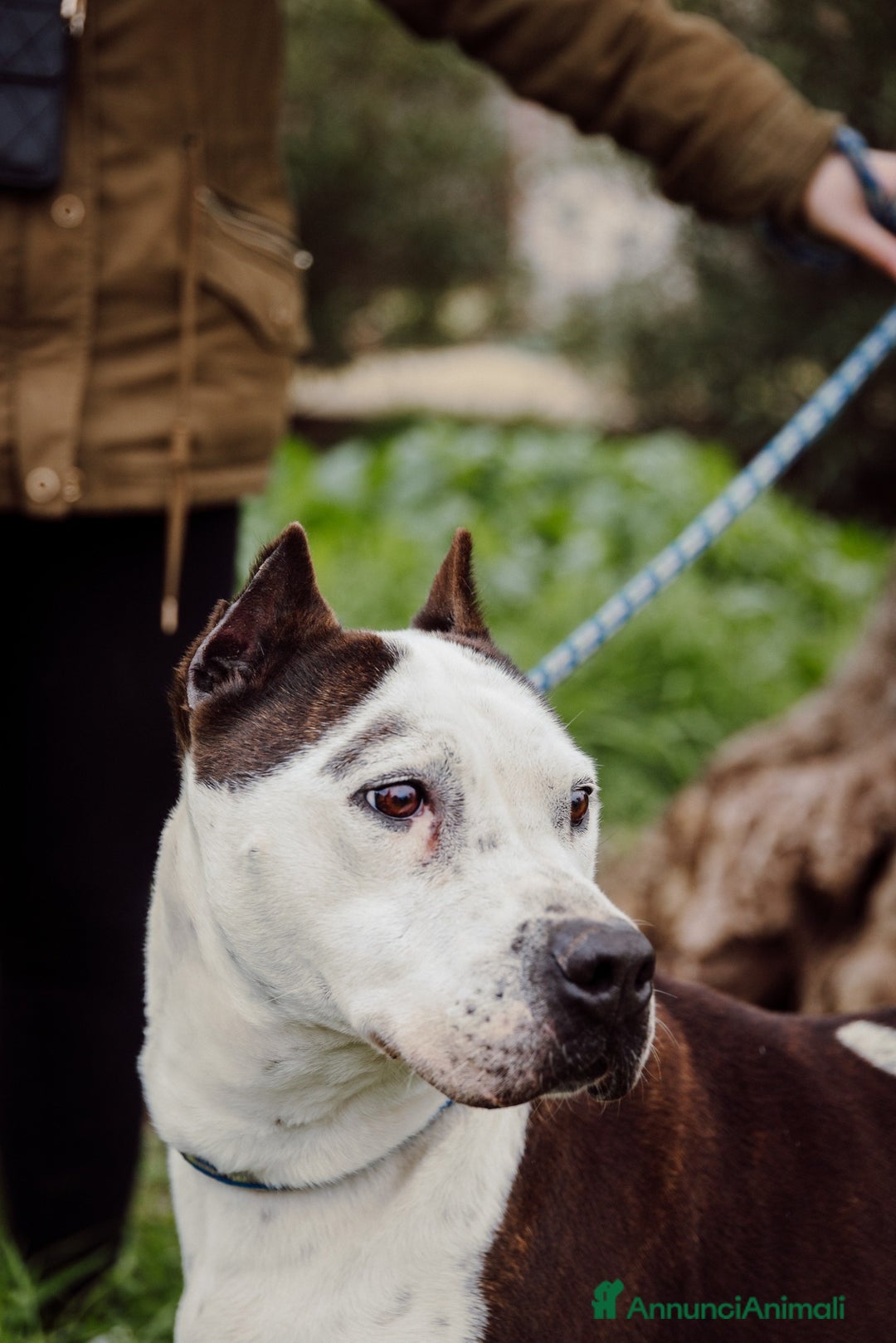 Meticcio cani in regalo: Lo sguardo di Futura chiede solo amore - Annuncio 7