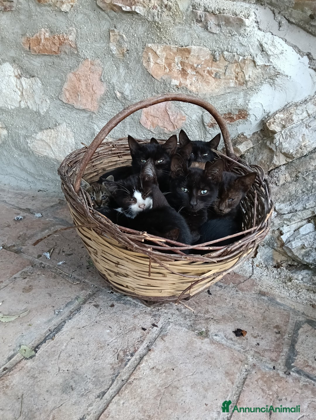 Altre razze gatti in regalo: Adozione  - Annuncio 3