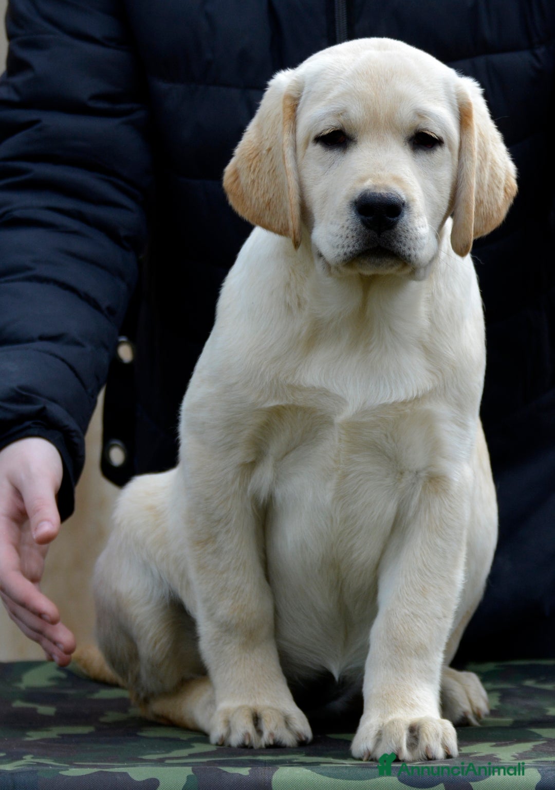 Labrador cani in vendita: Femmina di labrador - Annuncio 5