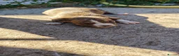 American Staffordshire cani in vendita: American Staffordshire terrier a Provincia di Benevento - Annuncio 5