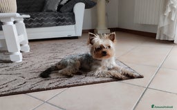 Yorkshire cani per accoppiamento: Maschio Yorkshire Toy per accoppiamento a Provincia di Brescia - Annuncio 7