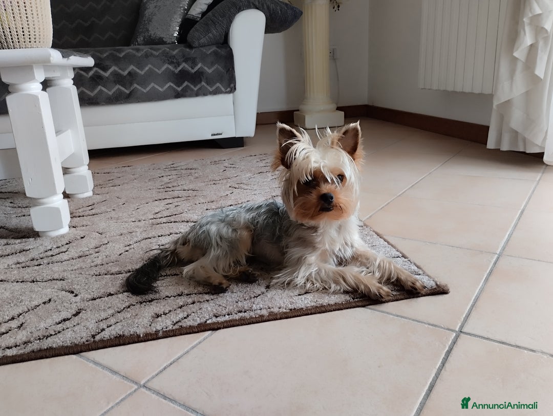 Yorkshire cani per accoppiamento: Maschio Yorkshire Toy per accoppiamento a Provincia di Brescia - Annuncio 7