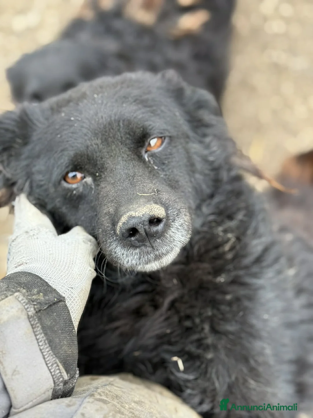Meticcio cani in regalo: BARK, cagnolina dimenticata da tutti. - Annuncio 5