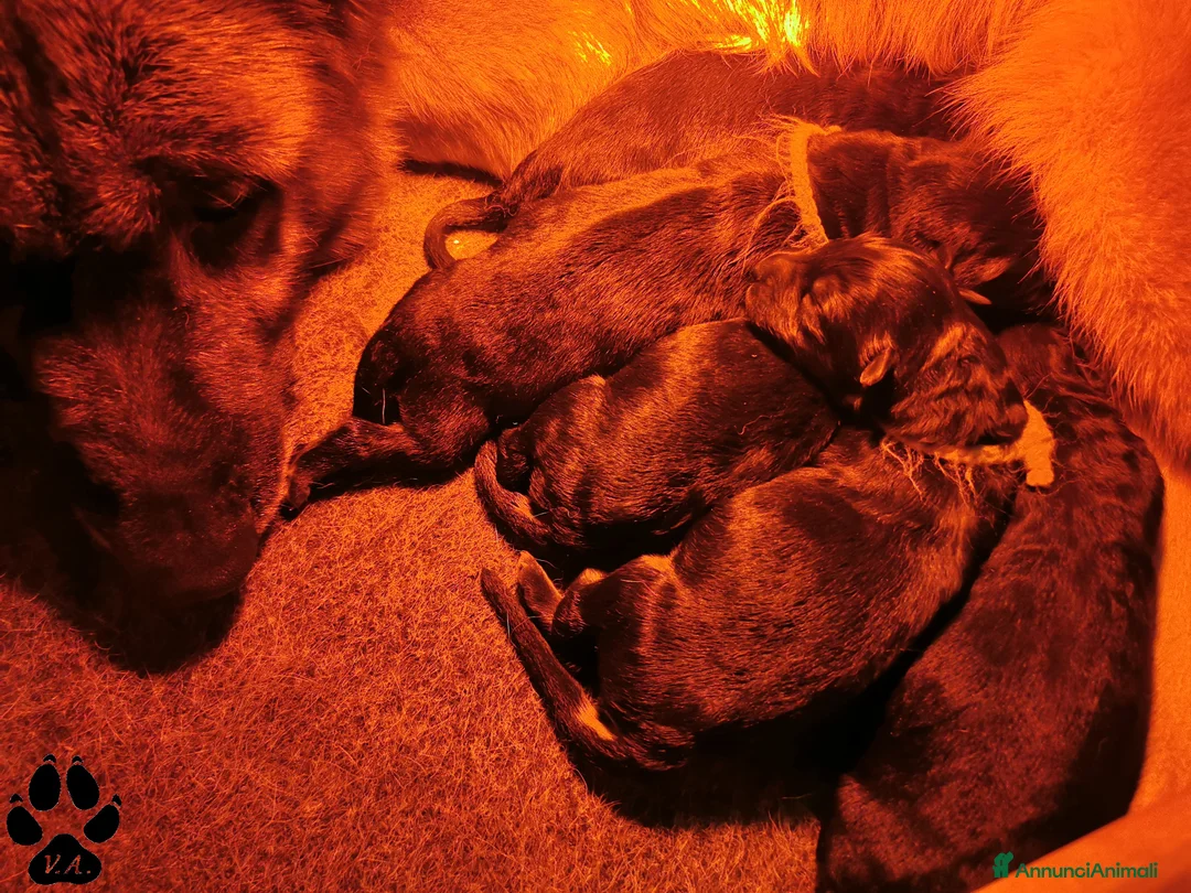 Pastore Tedesco cani in vendita: Cuccioli di pastore tedesco selezionati - Annuncio 8