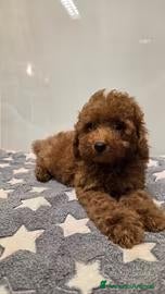 Barboncino Toy cani BARBONCINO TOY ROSSO - ULTIMO MASCHIETTO - Annuncio 1