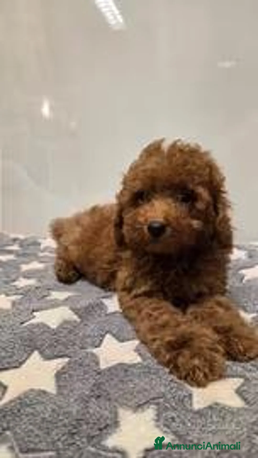 Barboncino Toy cani in vendita: BARBONCINO TOY ROSSO - ULTIMO MASCHIETTO - Annuncio 1