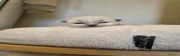 Sacro di Birmania gatti in vendita: Cuccioli Sacro di Birmania disponibili  - Annuncio 3