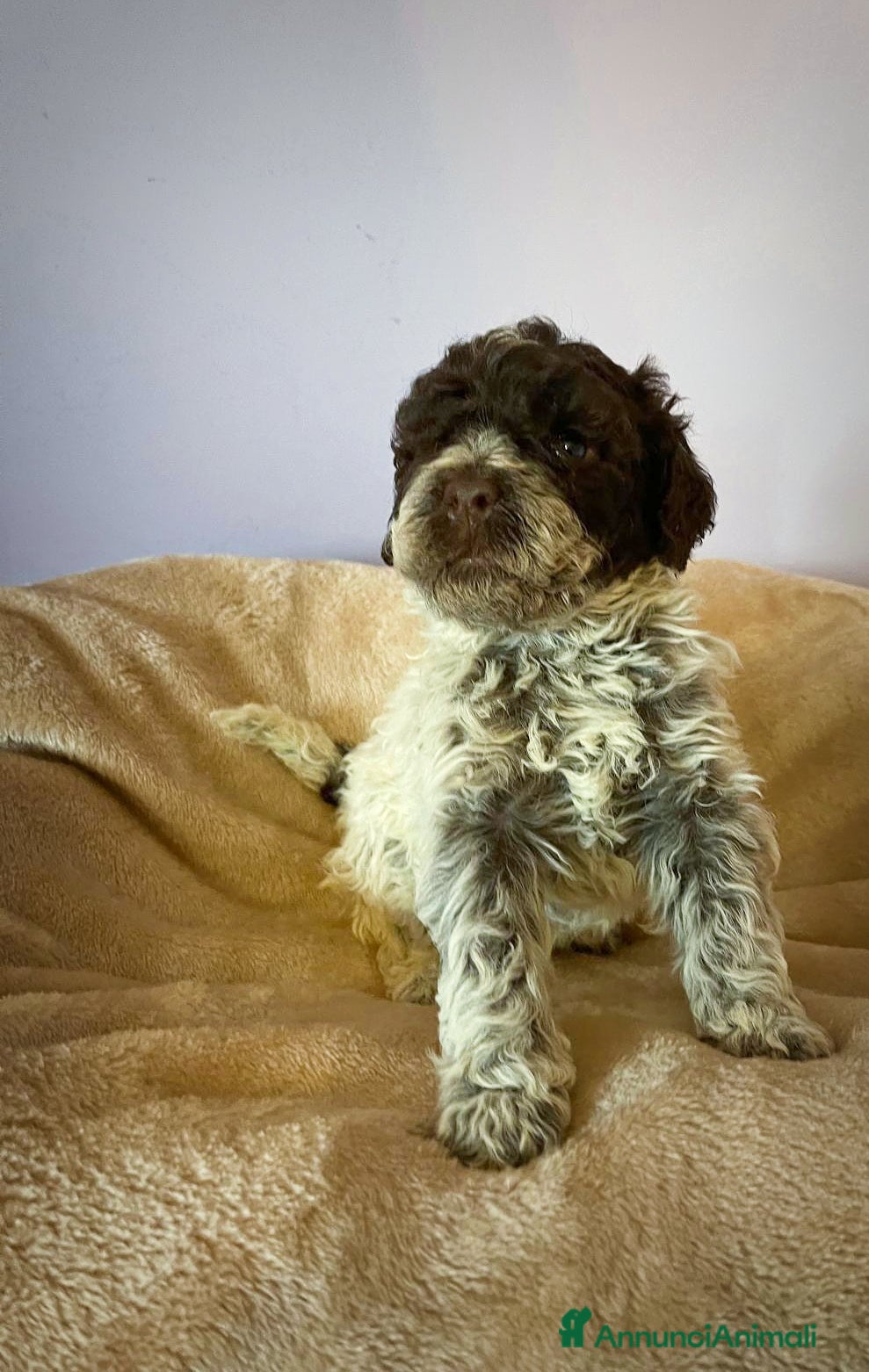 Lagotto cani Cuccioli di Lagotto Romagnolo con Pedigree  - Annuncio 1