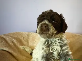 Lagotto cani Cuccioli di Lagotto Romagnolo con Pedigree - Annuncio 7