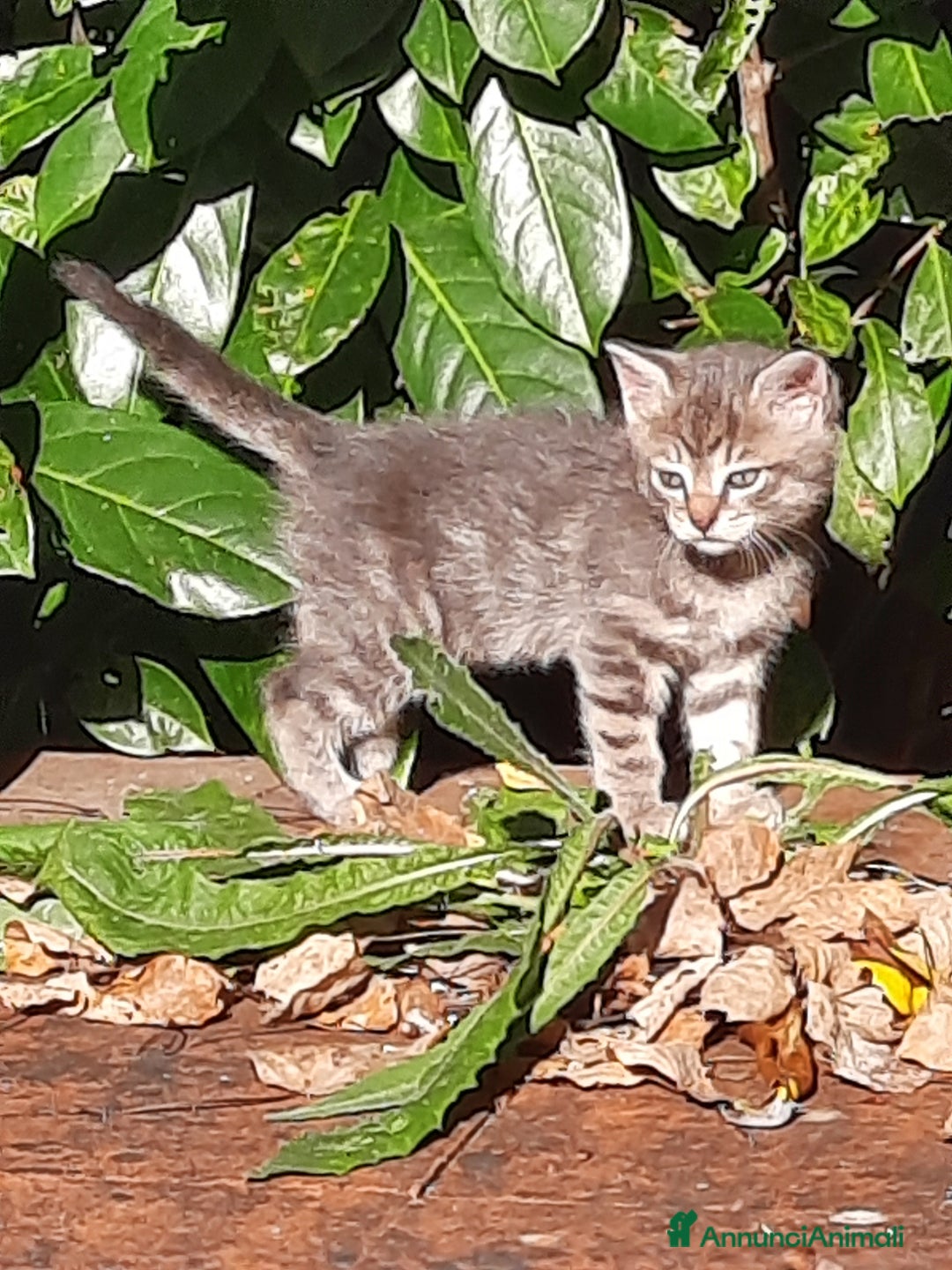 Europeo gatti in regalo: Gattini adorabili - Annuncio 5