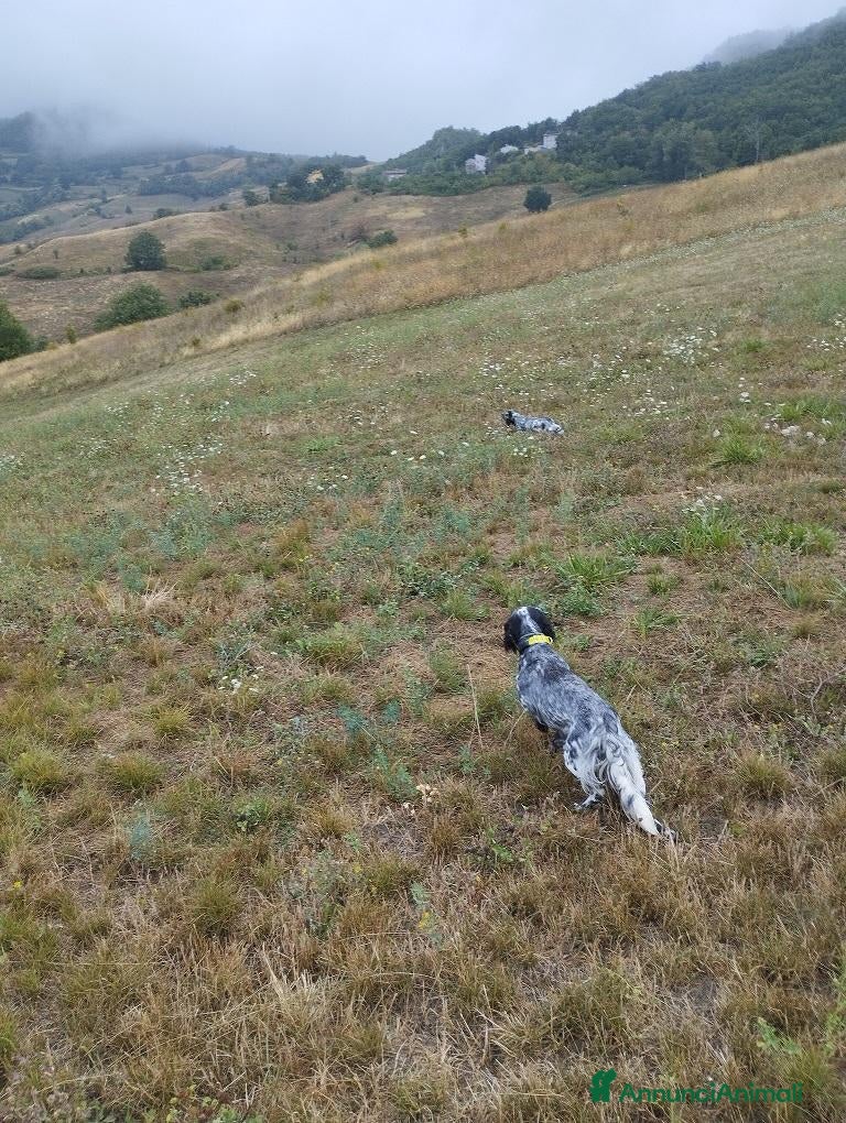 Setter Inglese cani CUCCIOLO SETTER INGLESE - Annuncio 1