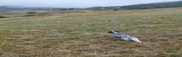 Setter Inglese cani in vendita: CUCCIOLO SETTER INGLESE - Annuncio 1