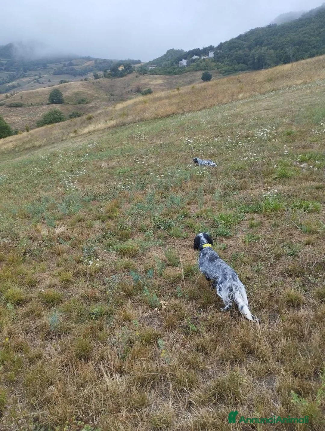 Setter Inglese cani in vendita: CUCCIOLO SETTER INGLESE - Annuncio 1
