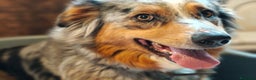 Australian Shepherd cani in vendita: Cuccioli di pastore australiano  - Annuncio 1