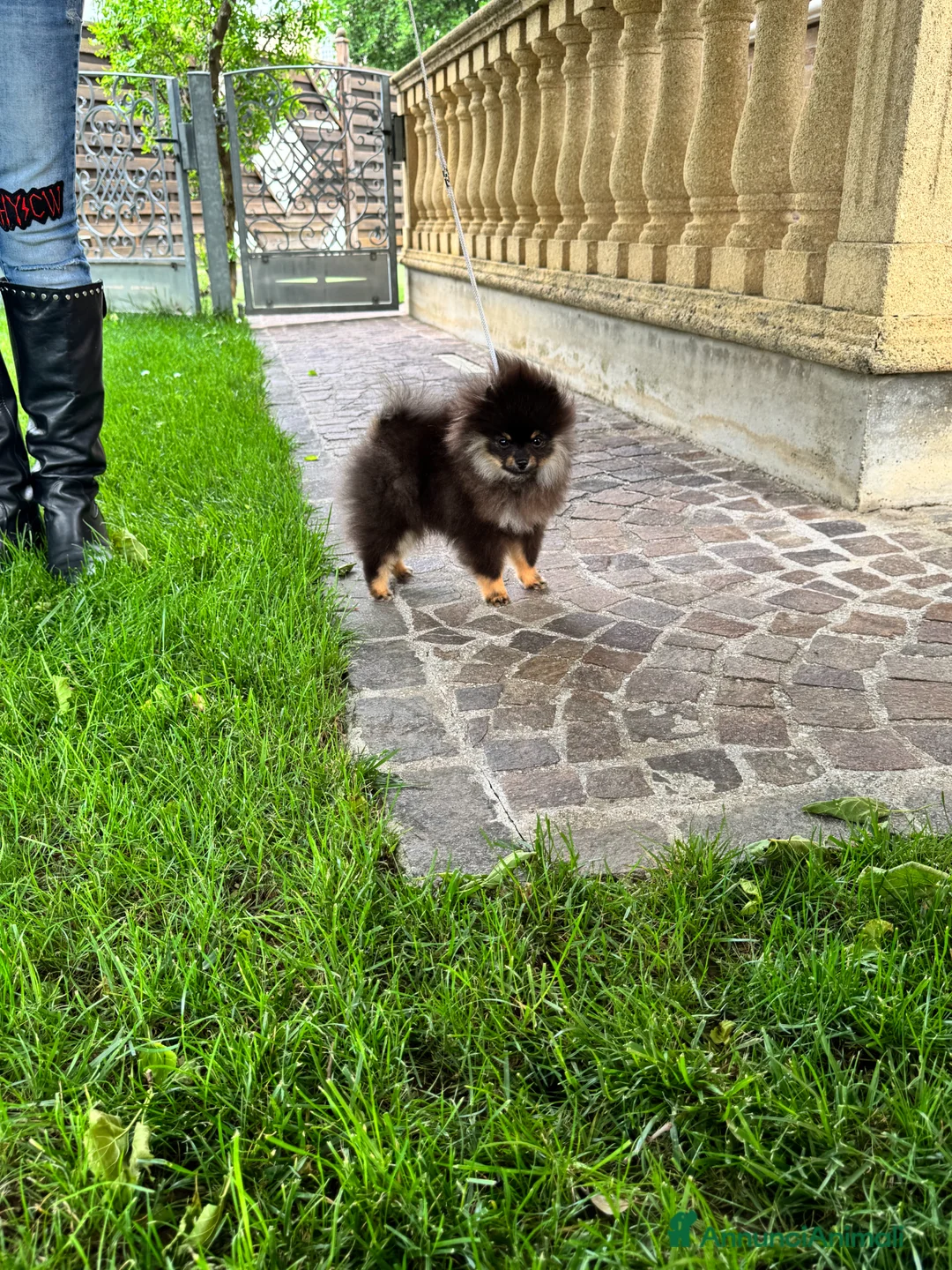Spitz cani in vendita: SPITZ FEMMINA B&T - Annuncio 3