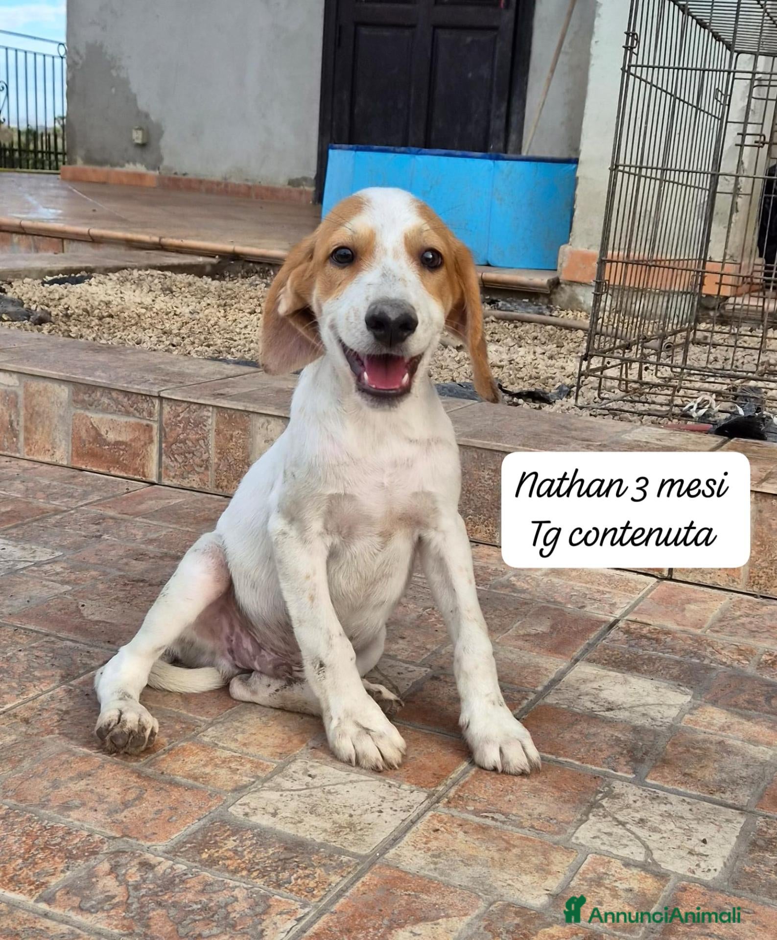 Meticcio cani Cuccioli, non hanno chiesto di nascere  - Annuncio 33
