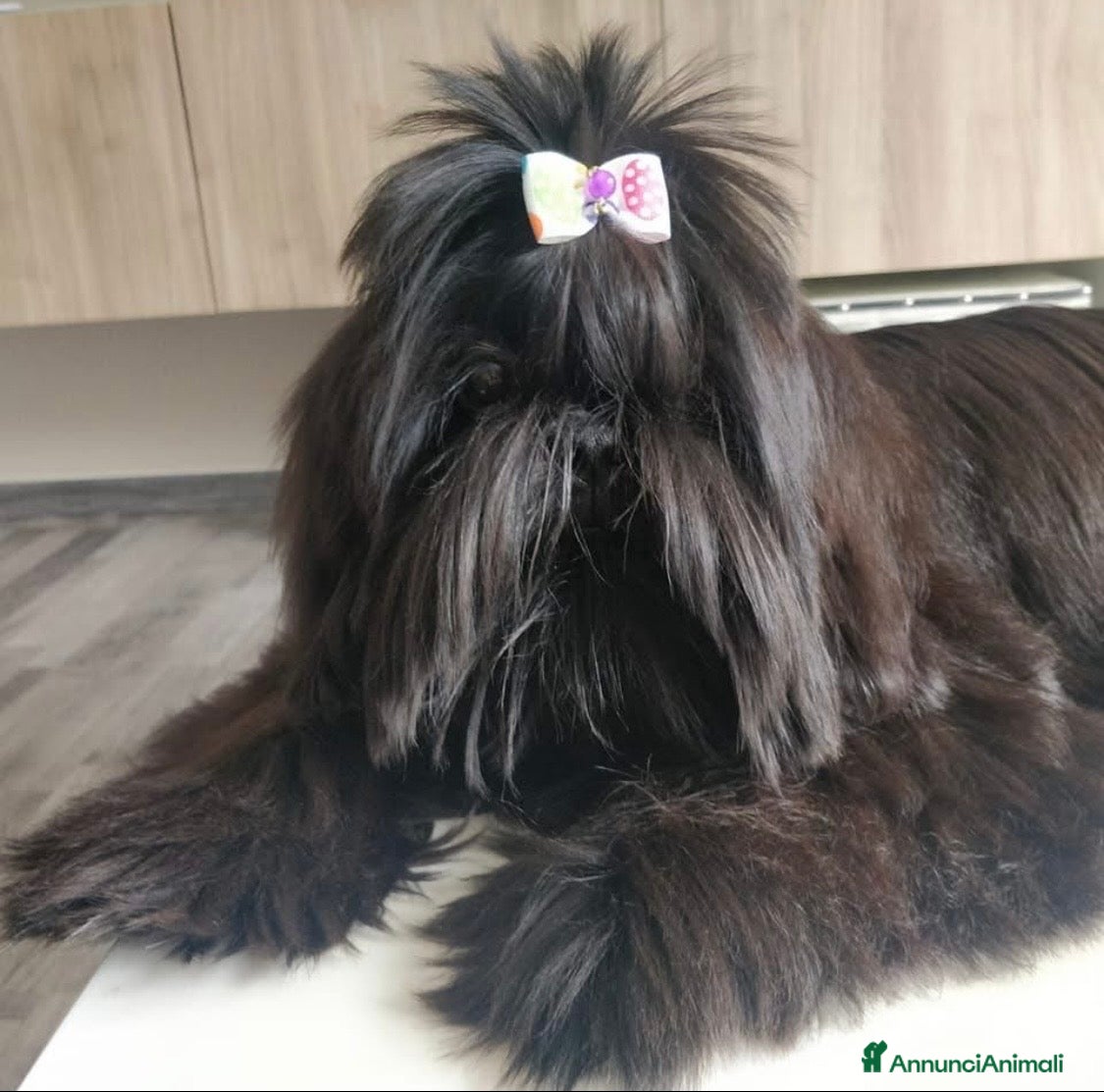 Shih Tzu cani Ultima cucciola disponibile  a Provincia di Rieti - Annuncio 1