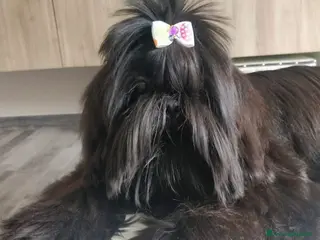 Shih Tzu cani Ultima cucciola disponibile a Provincia di Rieti - Annuncio 1