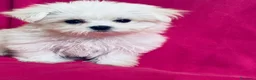 Maltese cani in vendita: Cuccioli di maltese con pedigree  a Provincia di Padova - Annuncio 11