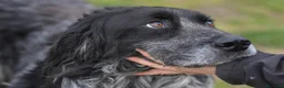 Meticcio cani in regalo: Cesarone 35 kg di bontà  - Annuncio 4