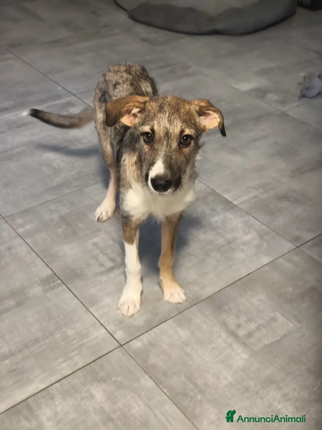 Altre razze cani in regalo: bulma - Annuncio 5