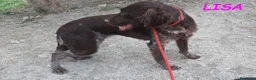 Meticcio cani in regalo: LISA bella timidina a Città Metropolitana di Torino - Annuncio 5