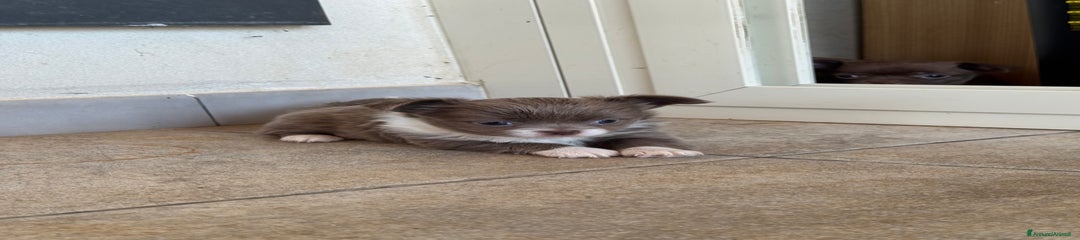 Chihuahua Cucciolo 2