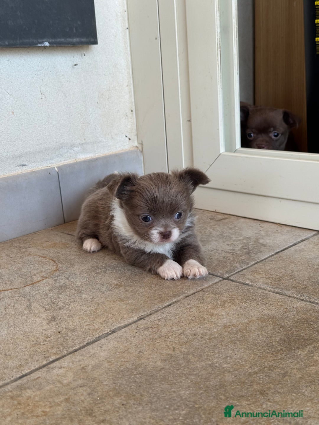 Chihuahua cani in vendita: Cuccioli di chihuahua  a Città metropolitana di Milano - Immagine 2
