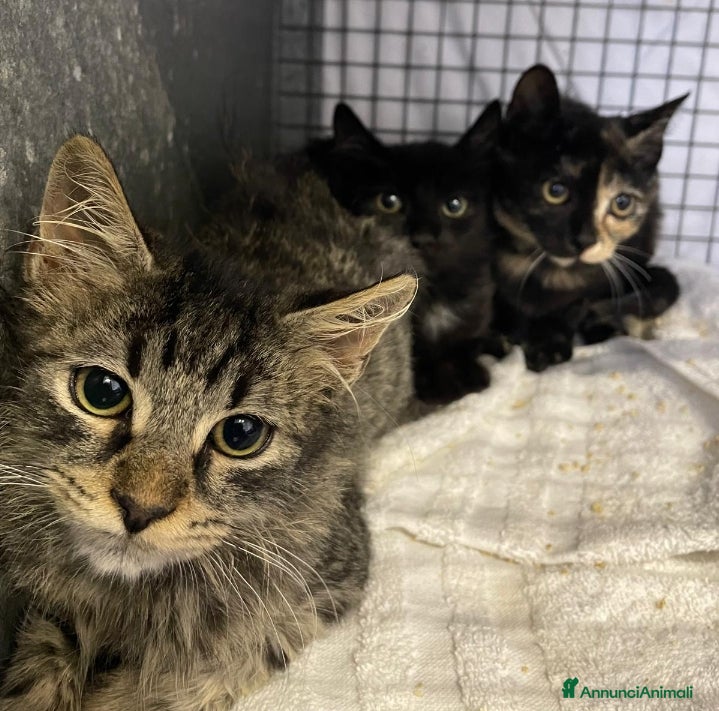 Altre razze gatti Charlotte, Emily ed Anne cercano casa - Annuncio 15