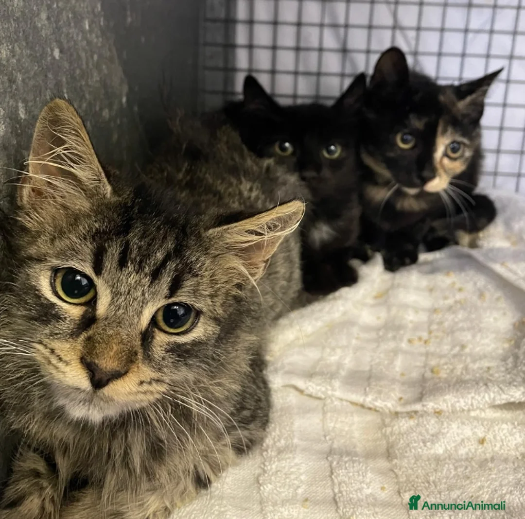 Altre razze gatti in regalo: Charlotte, Emily ed Anne cercano casa - Annuncio 1