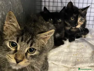 Altre razze gatti Charlotte, Emily ed Anne cercano casa - Annuncio 6