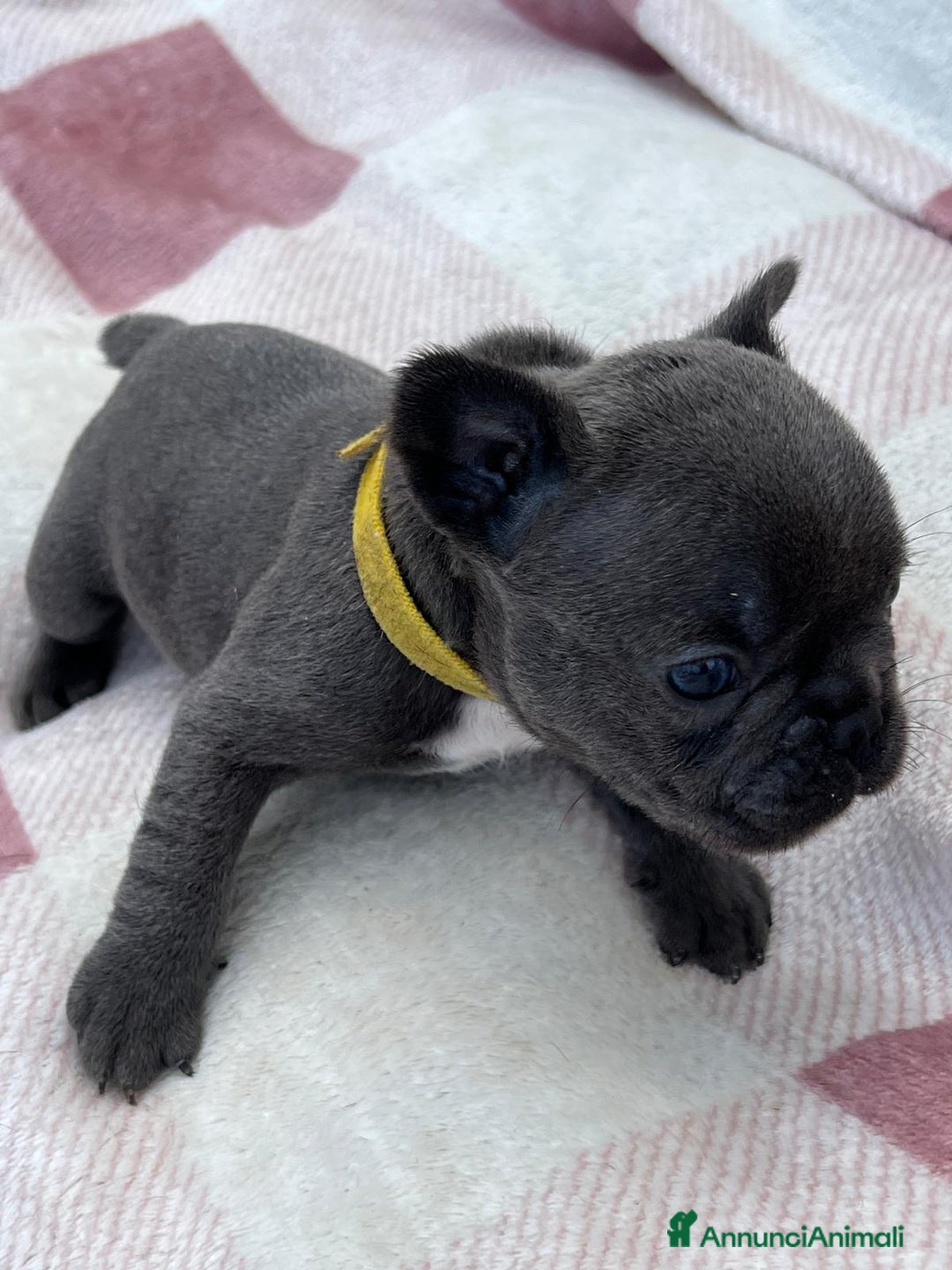 Bulldog Francese cani in vendita: Cuccioli bulldog francese esotici blu - Annuncio 6