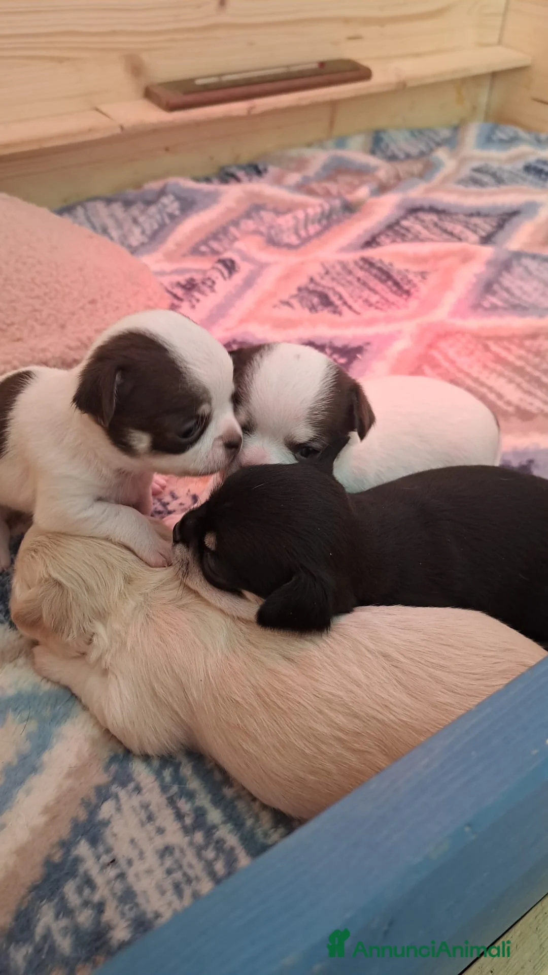 Chihuahua cani in vendita: Femmine chihuahua  - Annuncio 2