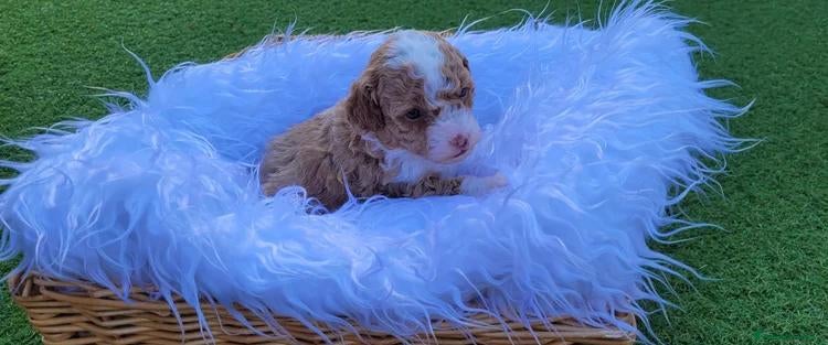 Barboncino Toy cani Cuccioli di Barboncino Toy - Annuncio 4