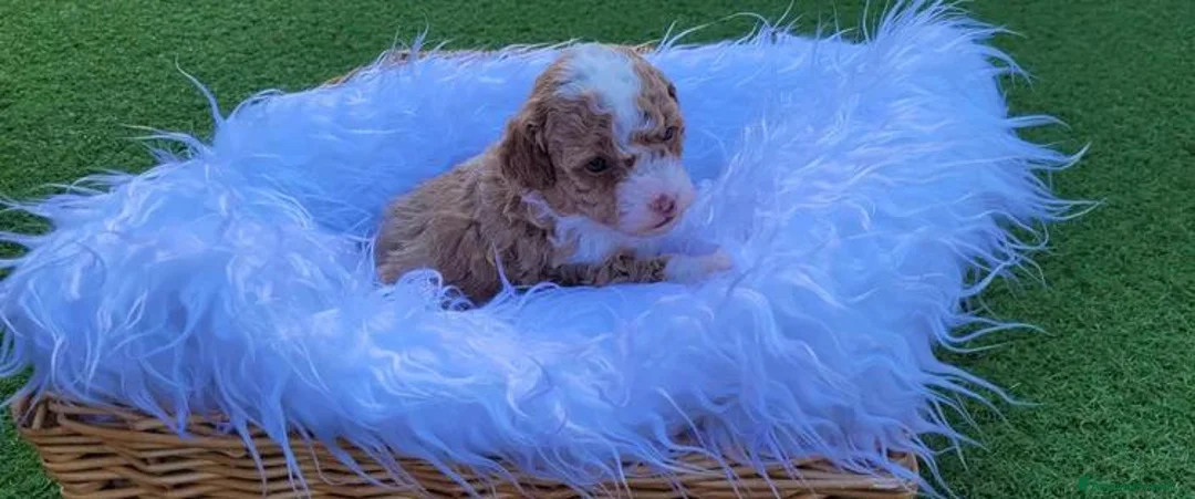 Barboncino Toy cani in vendita: Cuccioli di Barboncino Toy a Città Metropolitana di Napoli - Annuncio 1