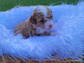 Barboncino Toy cani Cuccioli di Barboncino Toy - Annuncio 4